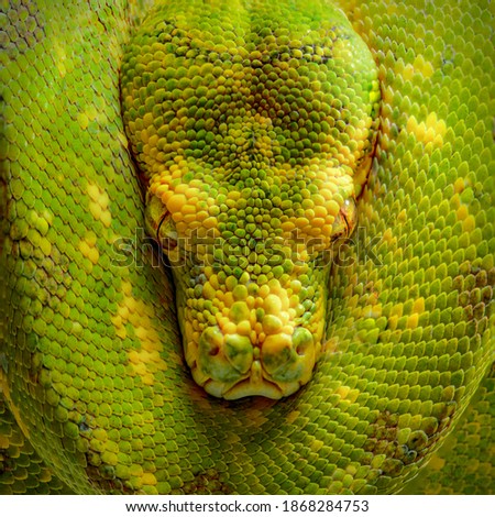                      Green Tree Python Snake Closeup Front View          