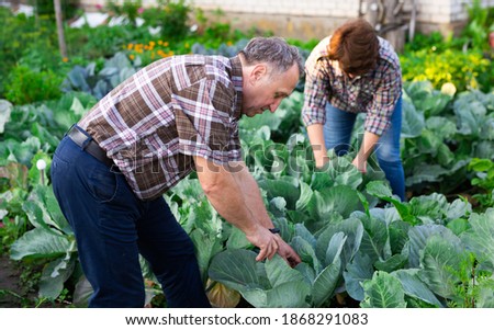 family farmers take care of cabbage in the garden