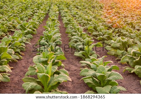Green tobacco leaves in close-up blur tobacco field background Big tobacco grown in tobacco farms in Asian farms.