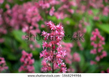 A picture of a Centranthus ruber 