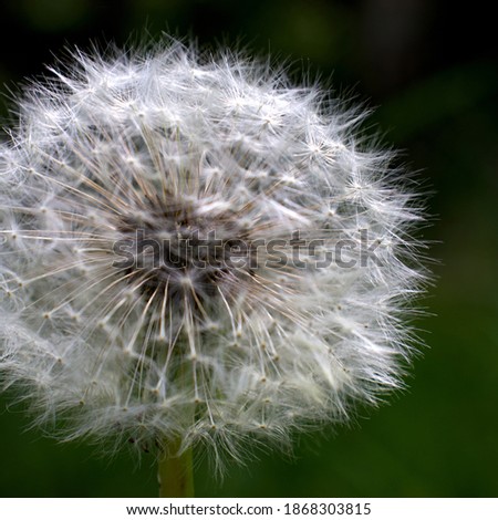 a picture of a dandelion