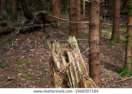 a picture of some tree trunks