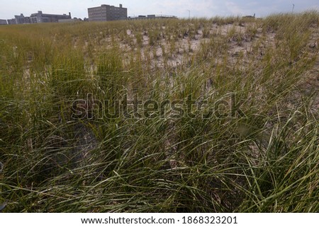 These are photos of a beach in NY. 