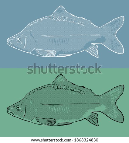Beautiful vintage illustration of carp fish. Black and white line art on blue and green background. 