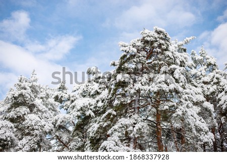 Beautiful picture of pine trees covered with thick layer of snow and ice. Sunny winter morning in forest