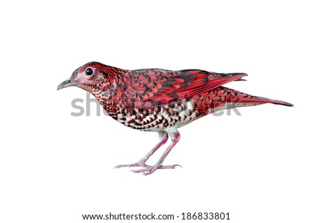 Colorful red bird isolated on white background 