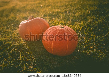Two pumpkins on the grass. Thanksgiving Day.