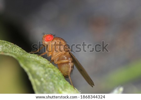 common fruit fly or vinegar fly Drosophila melanogaster is a species of fly in the family Drosophilidae. It is pest of fruits and food made from fruit Royalty-Free Stock Photo #1868344324