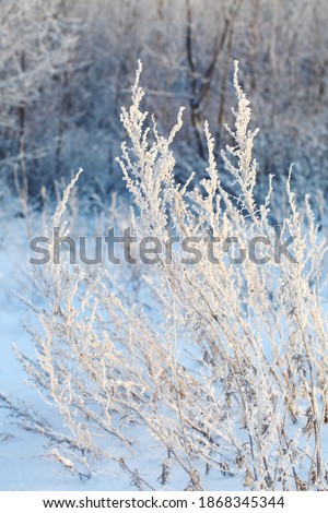 A tall snow-covered bush of grass against the background of a winter forest. Close up, vertical orientation. Beautiful winter picture, background, wallpaper.