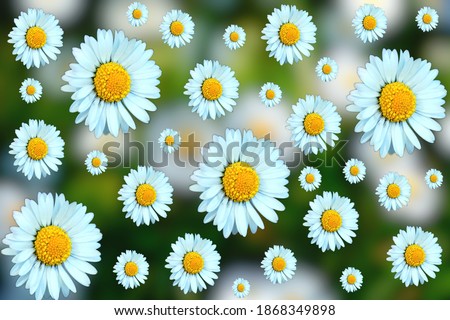 Many white daisies on a blurred background abstract photo-montage