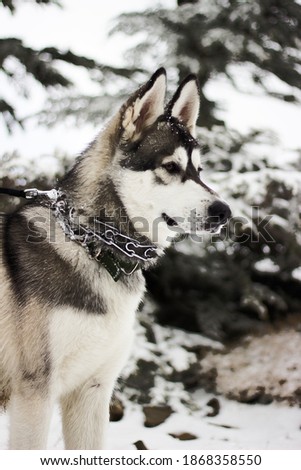 a photo of a husky dog in a snowy background