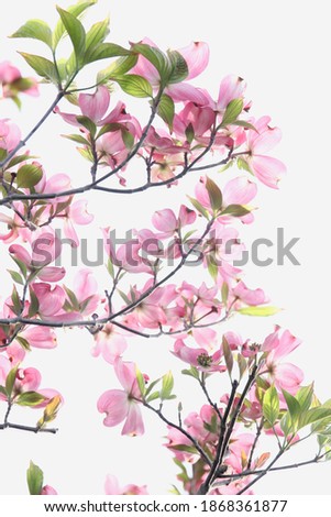 Flowering dogwood in full bloom