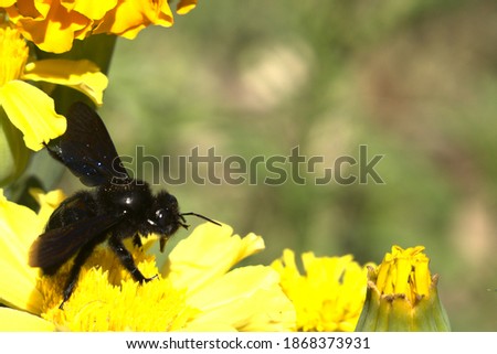 Large black carpenter bee on yellow spring flower is getting pollen.