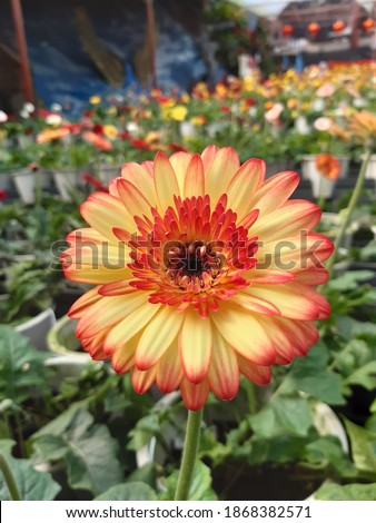 AN IMAGE OF YELLOW AND ORANGE FLOWER
