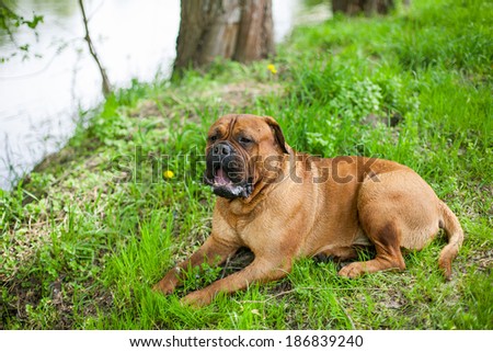 big brown dog outside. beautiful brown bullmastiff with open mouth and his tounge out on hot summer day. Royalty-Free Stock Photo #186839240