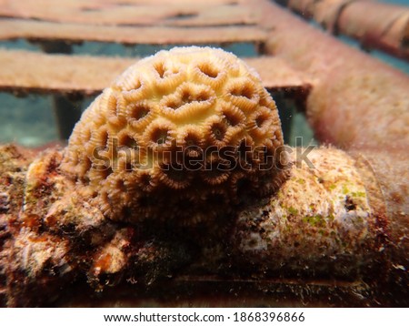 Micro fragment of brain coral at nursery area in Malaysia