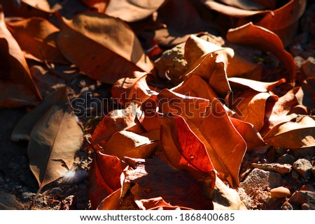 Dry leaves that fell of trees in the fall autumn.