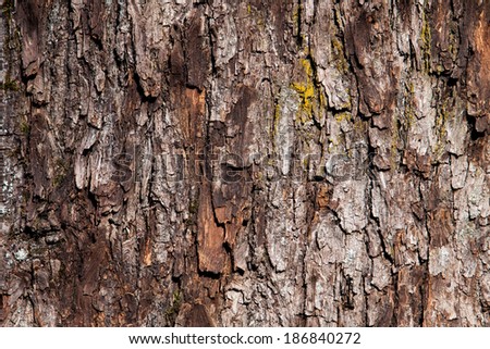 Natural background of an old rough tree bark 