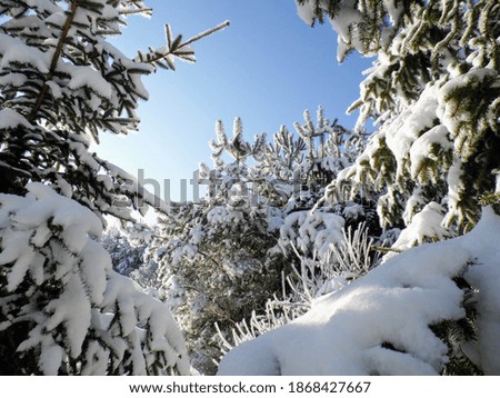 Trees and pines in the snow. Close-up. Horizontal photo.