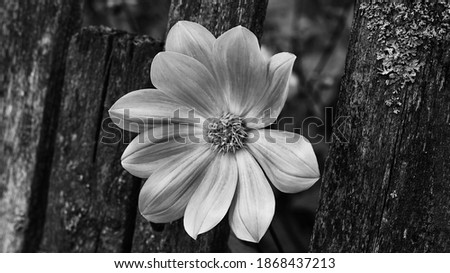 white flower on a dark background