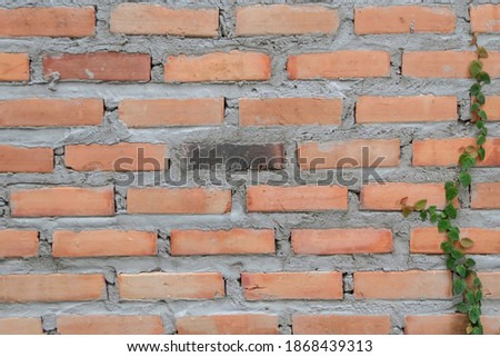 Red brick wall background picture with vines climbing on the wall.