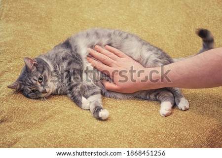 A man hand strokes a cat on a sore stomach. Yellow bed in room, copy space Royalty-Free Stock Photo #1868451256