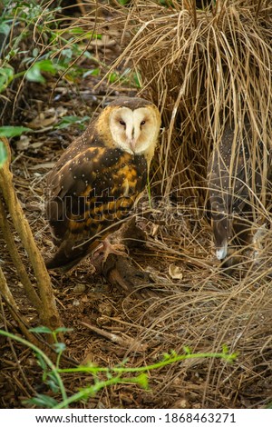 The eastern grass owl (Tyto longimembris), also known as Chinese grass owl or Australian grass owl seen in New South Wales