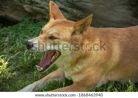 A picture of a yawning dingo dog (Canis lupus dingo) in Australia