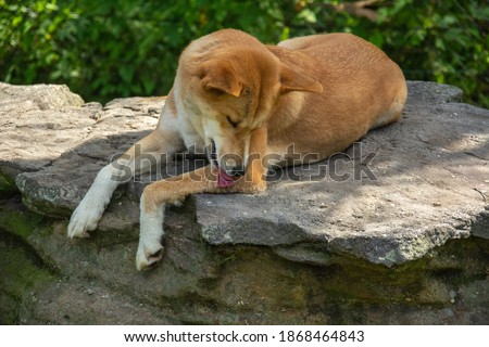 A picture of a dingo dog (Canis lupus dingo) licking itself in Australia