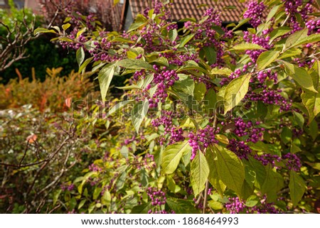 Beautyberry (Callicarpa) bush with lilac berries in autumn