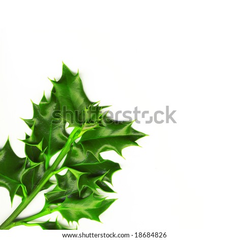 Holly Branch. High Quality picture