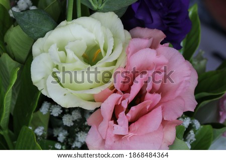Beautiful roses bouquet blossoming during s´pring