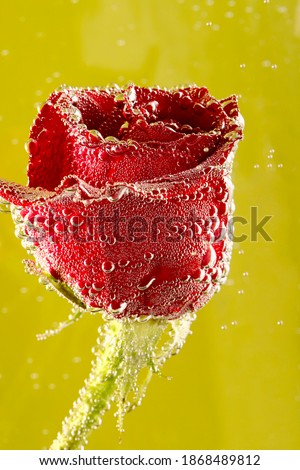 Flowers background. Red rose in bubbles on a yellow background. Texture of red rose petals covered with bubbles. Red rose close up.