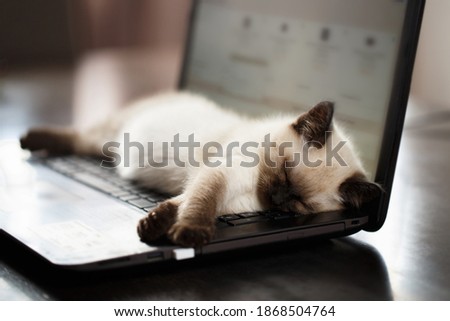 Cat sleeps on keyboard pc computer. Shallow DOF Royalty-Free Stock Photo #1868504764
