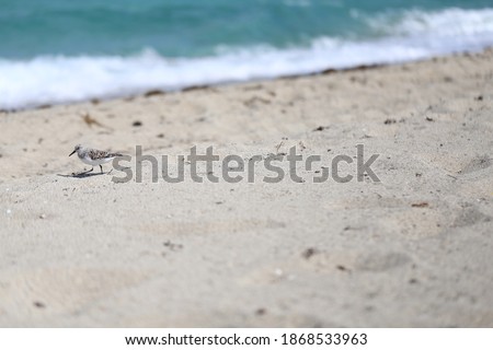 Seagulls on the sandy beach of the Miami, Florida Birds USA