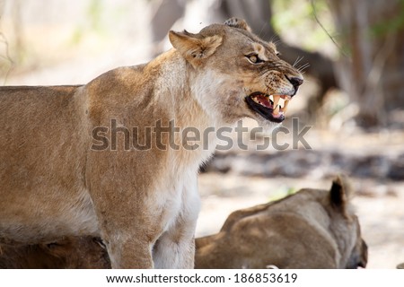 Angry Lion Growl at Okavango Delta - Moremi National Park in Botswana