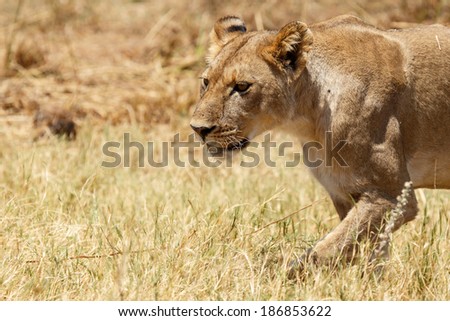 Lion at Okavango Delta - Moremi National Park in Botswana