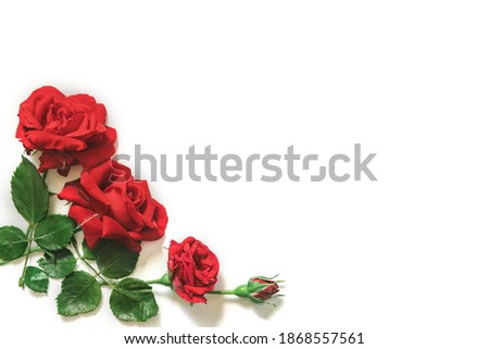 Red roses beautiful bouquet close up isolated on white background. Holiday greetings concept.