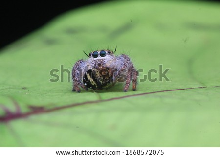 close up jumping spider eat prey