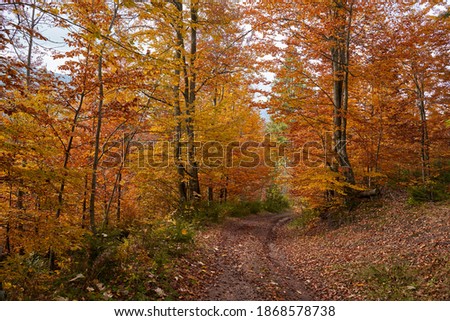 Dirt road through forest in the autumn, vibrant landscape