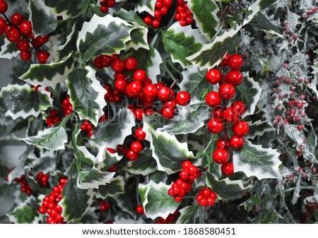 Green leaves and red berries background. Christmas decorations 