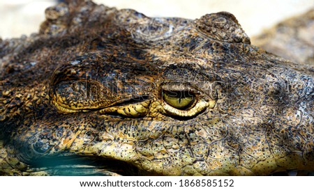 Close up photo on a rescued Jamaican Crocodile eye