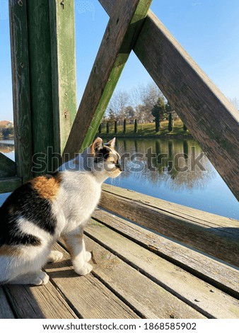 Cat by the river on pier