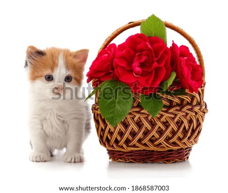 Kitten near a basket of roses isolated on a white background.