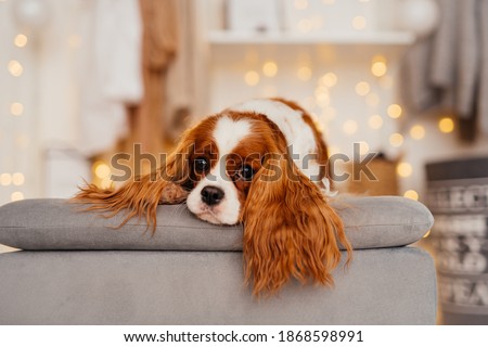Cavalier King Charles Spaniel lies on a pouf in the dressing room with his ears dangling. In the background are New Year's lights. Holiday gathering atmosphere. Dog in the interior 