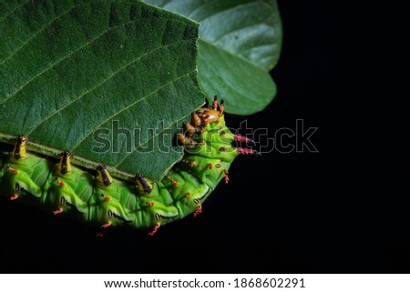 GOIANIA GOIAS BRAZIL - DECEMBER 06 2020: Caterpillar on a green leaf on a black background.