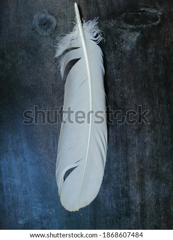 Natural colored feather for decoration.