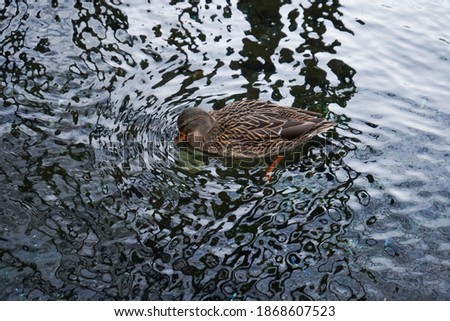 ducks on a winter park river