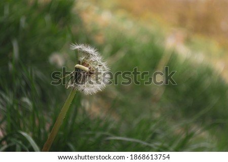 dandelion on the background of a softly blurred green meadow