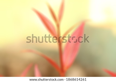 blurry Abstract nature bokeh, out of focus background. red flower shoots